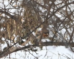 Fringilla montifringilla