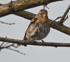 Fringilla montifringilla