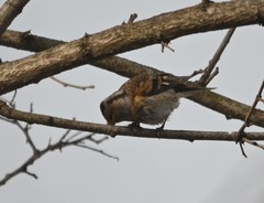 Fringilla montifringilla