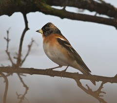 Fringilla montifringilla