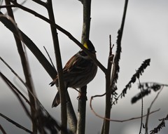 Emberiza elegans