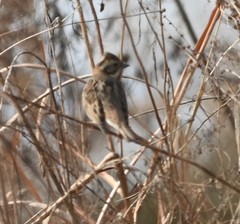 Emberiza rustica