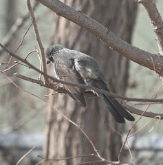 Hypsipetes amaurotis