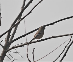 Carpodacus sibiricus