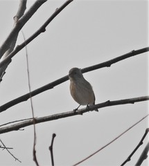 Carpodacus sibiricus
