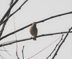 Carpodacus sibiricus