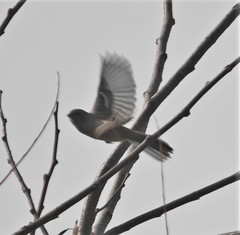 Carpodacus sibiricus