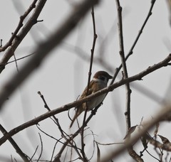 Passer montanus