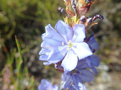 Aristea racemosa