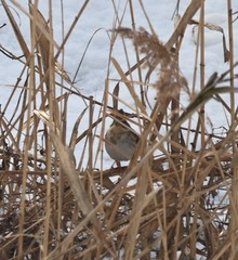 Emberiza elegans