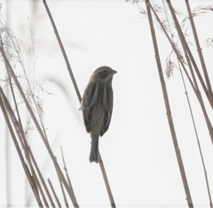 Emberiza pallasi