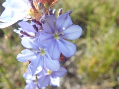 Aristea racemosa
