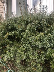 Taxus