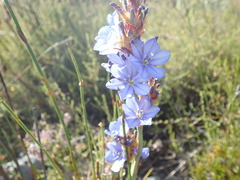 Aristea racemosa