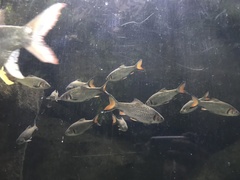 Systomus orphoides