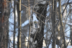 Cyanistes caeruleus