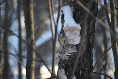 Cyanistes caeruleus