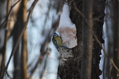 Cyanistes caeruleus
