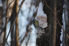 Cyanistes caeruleus