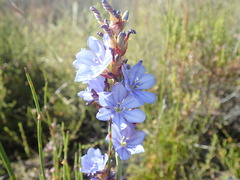 Aristea racemosa