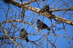 Corvus monedula
