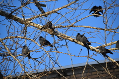 Corvus monedula