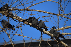 Corvus monedula