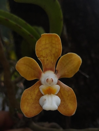 Wightii Orchid