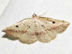 Pareclipsis punctata