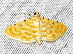 Notarcha quaternalis