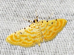 Notarcha quaternalis
