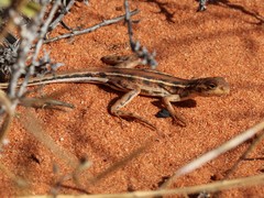 Ctenophorus maculatus