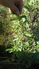 Nidorella ivifolia