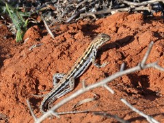 Ctenophorus maculatus