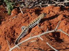 Ctenophorus maculatus