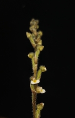 Zeuxine gracilis