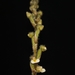 Zeuxine gracilis - Photo (c) Mayuresh Kulkarni,  זכויות יוצרים חלקיות (CC BY-NC), הועלה על ידי Mayuresh Kulkarni