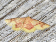 Syngatha latiflavaria