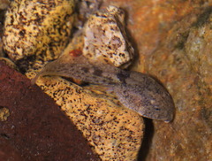 Quasipaa exilispinosa