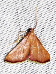 Endotricha erythralis