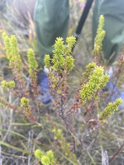 Erica coccinea