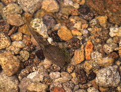 Quasipaa exilispinosa