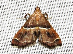 Endotricha consobrinalis