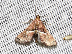 Endotricha consobrinalis