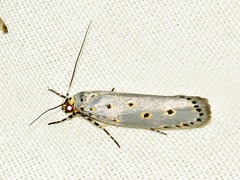 Ethmia circumdatella