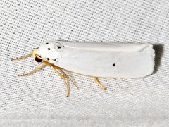 Ilemodes astriga