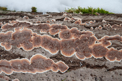 Cylindrobasidium evolvens