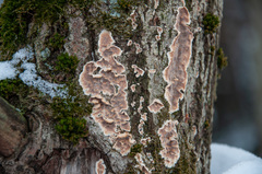 Cylindrobasidium evolvens