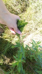 Nidorella ivifolia