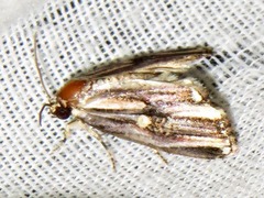 Anedhella interrupta